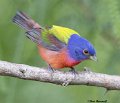 _B222885 painted bunting